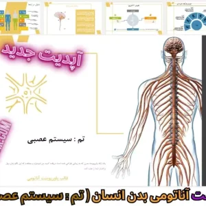 قالب پاورپوینت آناتومی بدن انسان سیستم عصبی